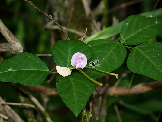 {Strophostyles helvola}